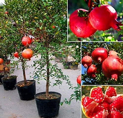 Qualtivate PUA-2A Turkey Giant Pomegranate Seeds Seed(50 per packet)