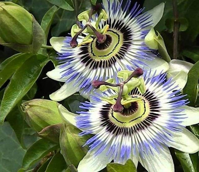 KrishnaNursery Peace Lily Plant(Hybrid, Pack of 1)