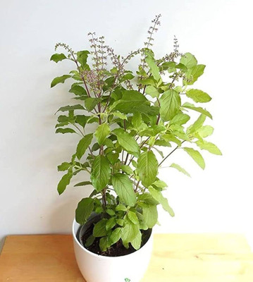 ABEFARIYA Tulsi Plant(Hybrid, Pack of 1)
