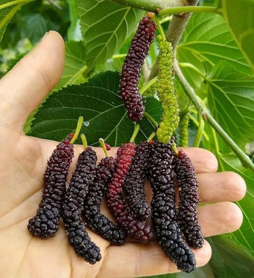 FELCHARIES Shahtoot/Mulberry Plant(Hybrid, Pack of 1)
