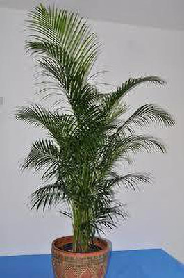 APOSOLUARD Areca Palm(Hybrid, Pack of 1)