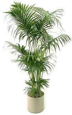 Aquinnah Areca Palm(Hybrid, Pack of 1)