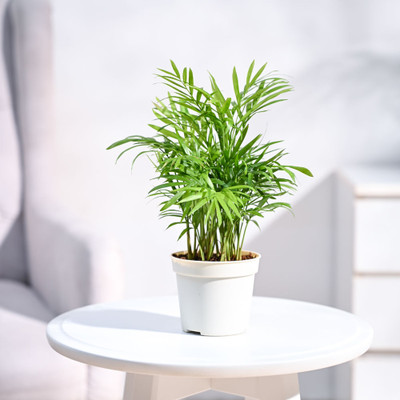 UGAOO Bamboo Palm Plant(Pack of 1)