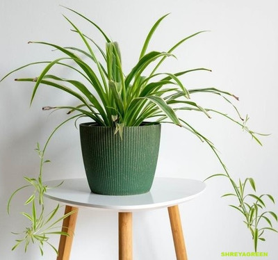 SHREYAGREEN Spider Plant(Hybrid, Pack of 1)
