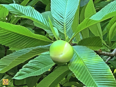 GLOBQRO Elephant Apple Plant(Hybrid, Pack of 1)