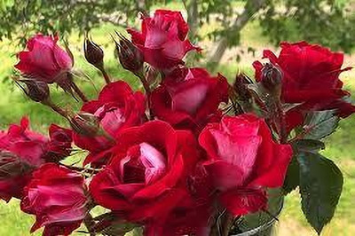BDSresolve Rose Plant(Hybrid, Pack of 1)
