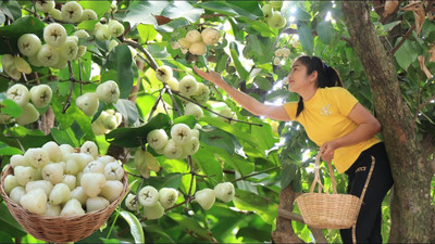 My Dream Nursery Wax Apple White Wax Fruit(Hybrid, Pack of 1)