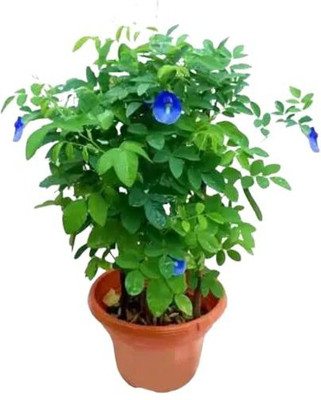GreenyOn Aparajita/ Butterfly Pea Plant(Hybrid, Pack of 1)