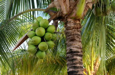ABEFARIYA Coconut Plant(Hybrid, Pack of 1)