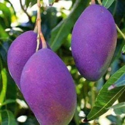 AquinnahGaden Mango Plant(Hybrid, Pack of 1)