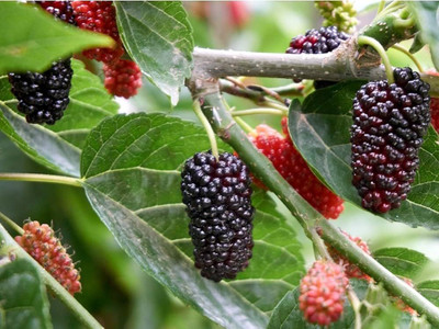FELCHARIES Shahtoot/Mulberry Plant(Hybrid, Pack of 1)