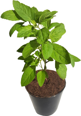 HN Organics Tulsi Plant(Pack of 1)