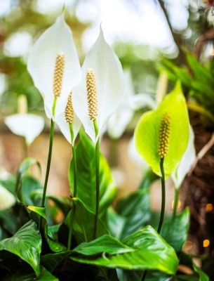 Greenearth Peace Lily Plant(Pack of 1)