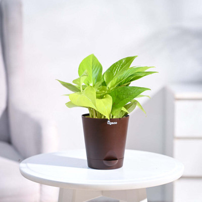 UGAOO Golden Money Plant(Pack of 1)