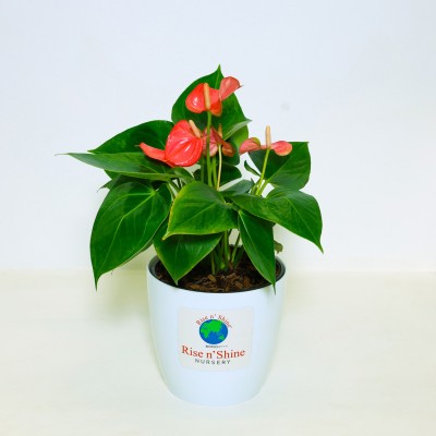 Risenshine Anthurium Plant(Hybrid, Pack of 1)