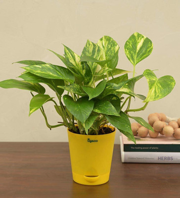Aquinnah Money Plant(Hybrid, Pack of 1)