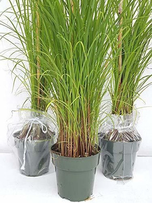 Oxygreenplant Lemon Grass Plant(Hybrid, Pack of 1)