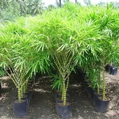 Aquinnah Two Layer Bamboo Plant(Hybrid, Pack of 1)