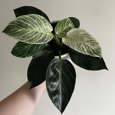 Aquinnah Rubber Tree(Hybrid, Pack of 1)