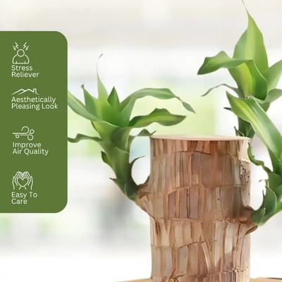 Green view Brazilian Wood(Hybrid, Pack of 1)