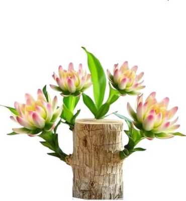 haranp Brazilian Wood(Hybrid, Pack of 1)