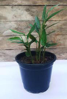 KUNUBON Elaichi/Cardamom Plant(Hybrid, Pack of 1)