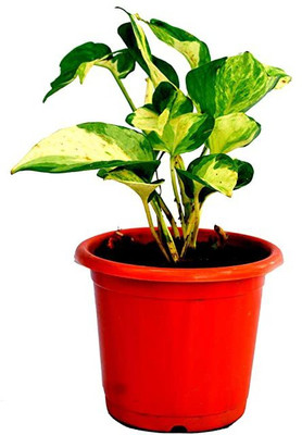 Agroholic Traders White Money Plant(Hybrid, Pack of 1)