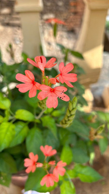 S SIKDER STORE Ixora Plant(Hybrid, Pack of 1)