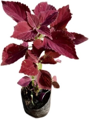 Cloud Farm Coleus Plant(Hybrid, Pack of 1)