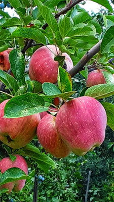 BREEZY BLOOMS Apple Plant(Hybrid, Pack of 1)
