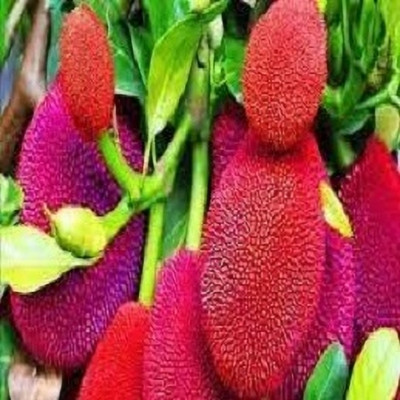AICHPLANTSEED Jackfruit Plant(Hybrid, Pack of 1)