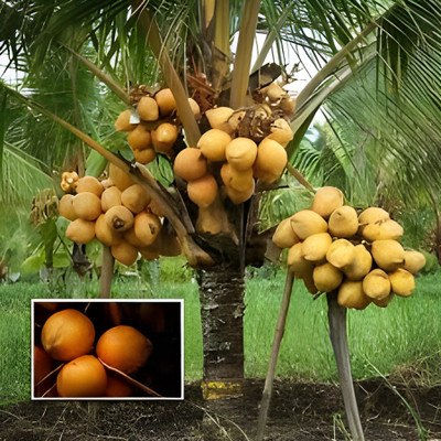 Manjunursery Coconut Plant(Hybrid, Pack of 1)