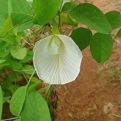 Cloud Farm Aparajita/ Butterfly Pea Plant(Hybrid, Pack of 1)