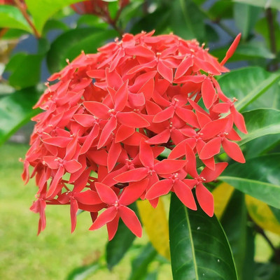 rimi Trothic Ixora/Chethi Plant(Hybrid, Pack of 1)