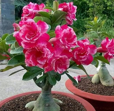 Grafted Adenium Plant(Hybrid, Pack of 1)