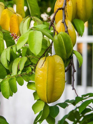 KUMUBON Star Fruit Carambola Grafted Plant(Hybrid, Pack of 1)