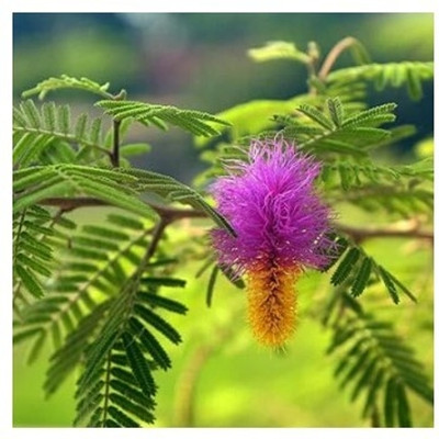 Treeicks Shami/Jand Plant(Hybrid, Pack of 1)