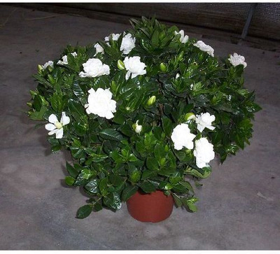 AFARTIOBINA Cashew Plant(Hybrid, Pack of 1)