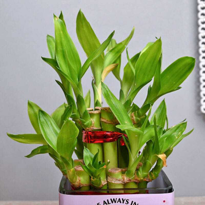 ARYAN EVERGREEN Two Layer Bamboo Plant(Hybrid, Pack of 1)