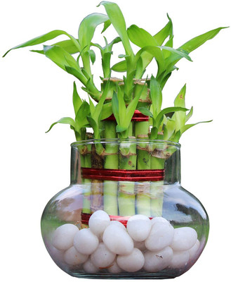 Harshgreen Two Layer Bamboo Plant(Pack of 1)