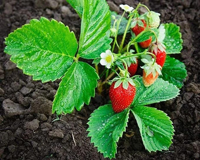 SKDIYA Strawberry Plant(Hybrid, Pack of 1)