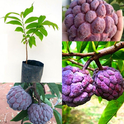 SHREYAGREEN Custard Apple Plant(Hybrid, Pack of 1)