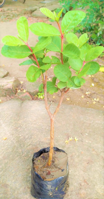Oxygreenplant Guava Plant(Hybrid, Pack of 1)