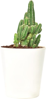 BALA PLANT CREATION Elongated Cactus Plant(Hybrid, Pack of 1)