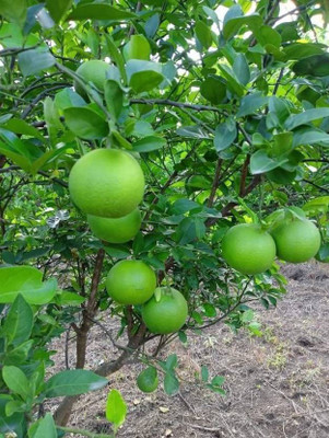 the green dotcom Lemon Plant(Hybrid, Pack of 1)