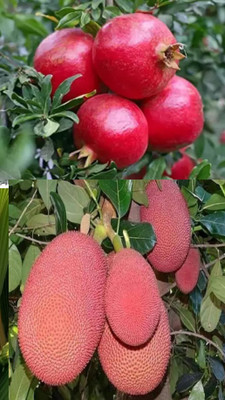 MONDAL Jack Fruit Plant(Hybrid, Pack of 1)