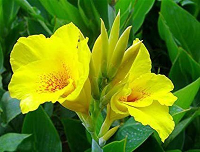 AFARTIOBINA Canna Lily Plant(Hybrid, Pack of 1)
