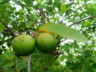 BEWPOLENA Guava Plant(Hybrid, Pack of 1)