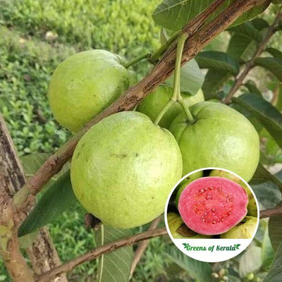 AFARTIOBINA Guava Plant(Hybrid, Pack of 1)