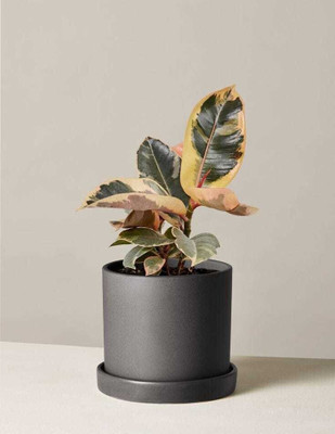 Rainbow Garden Rubber Tree(Hybrid, Pack of 1)